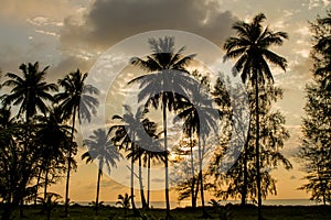 Palm trees silhouettes on the beach at sunset and sunrise