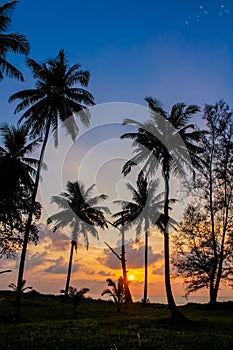 Palm trees sunset silhouette at tropical beach resort