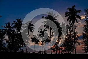 Palm trees sunset silhouette at tropical beach resort