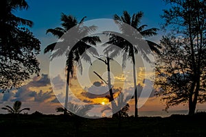 Palm trees sunset silhouette at tropical beach resort