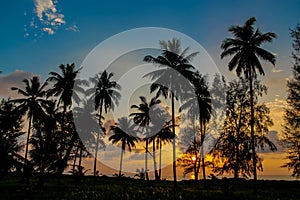 Palm trees sunset silhouette at tropical resort