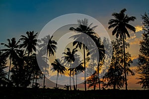 Palm trees sunset silhouette at tropics