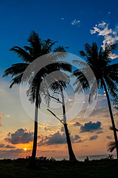 Palm trees sunset silhouette at tropics