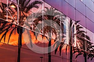 Palm trees and sunset sky reflected in the modern building