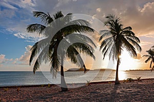 Palm trees at sunset at Sun Bay Beach in Vieques, Puerto Rico