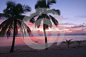 Palm Trees at Sunset on a Tropical Beach