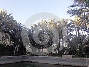 Palm trees surround a tradutional resrvoir of irrigation water v