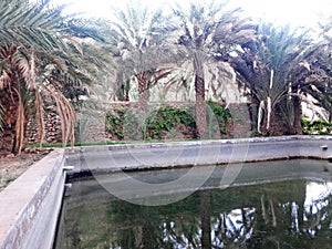 Palm trees surround a tradutional resrvoir of irrigation water v