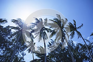 Palm trees sway in the wind on sunny day