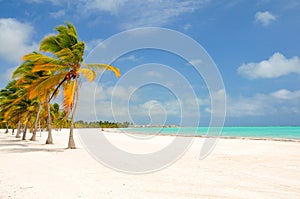 Palm Trees Swaying in the Breeze photo