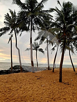 The Palm trees swaying in the breeze in the beautiful evening at Calido beach photo