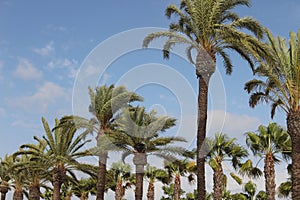 Palm trees swaying in the wind, Cadiz, Spain