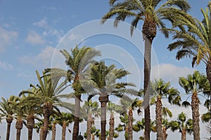 Palm trees swaying in the wind, Cadiz, Spain