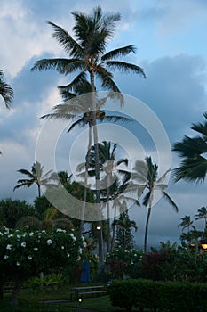 Palm trees are swaying in the wind of Pacific