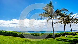 Palm trees swaying in the wind under blue sky