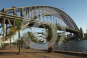 Palm Trees at Sydney Harbour