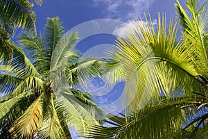 Palm trees in Tahiti