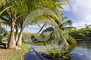 Palm Trees Taking a Dip