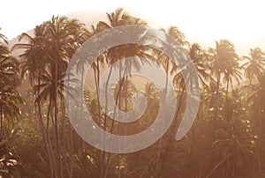 Palm trees in Tayrona photo