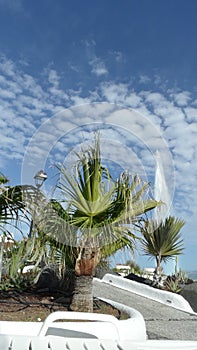 Palm trees of Tenerife island