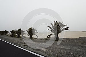 Palm trees on Tenerife road.