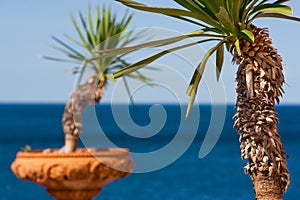 Palm trees in terra cotta pots with the ocean in the background in Italy, Europe