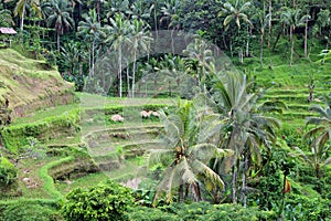 Palm trees and terraces