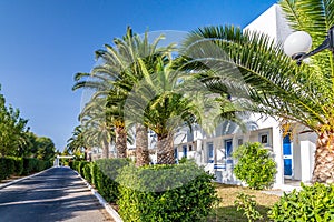 Palm trees in the territory of hotel