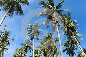 Palm trees at Thailand beach resort