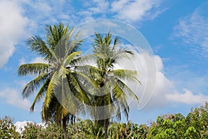 Palm trees at Thailand beach resort