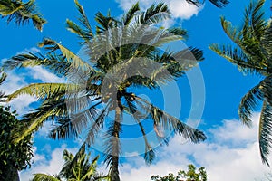 Palm trees at Thailand beach resort