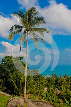 Palm trees at Thailand beach resort