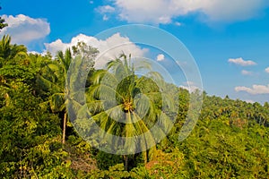 Palm trees at Thailand beach resort