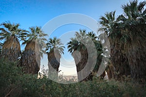 Palm trees at Thousand Palms Oasis Preserve photo