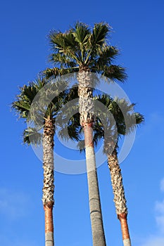 Palm Trees