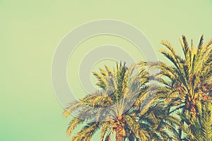 Palm Trees on Toned Light Turquoise Sky Background. 60s Vintage Style Copy Space for Text. Tropical Foliage. Seaside Ocean Beach