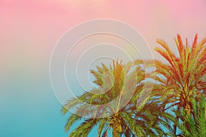 Palm Trees on Toned Purple Blue Pink Sky Background with Golden Sun Flare. Copy Space for Text. Tropical Foliage. Seaside Vacation