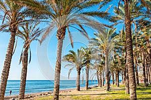 Palm trees. Torremolinos, Andalusia, Spain photo