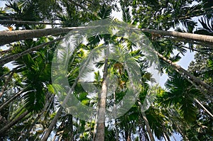 Palm trees tower against the blue sky. A thick palm forest to tropical jungle. Bottom view of high palm trees.