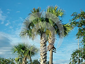 Palm Trees Towering In Blue Skies