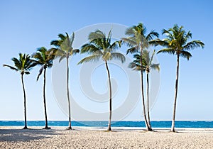 Palm trees at tranquil beach