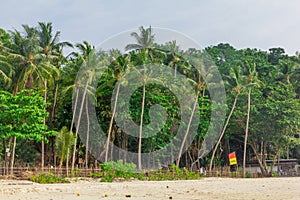 Palm trees and trees at the tropical beach in Thailand. Asia. Forest. Landscape. Green