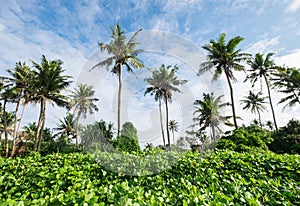 Palm trees treetops with a sunny blue sky background. Weligama , Sri Lanka