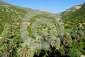 Palm trees in tropic