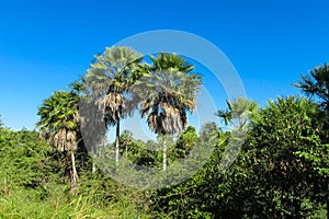 Palm trees in tropic