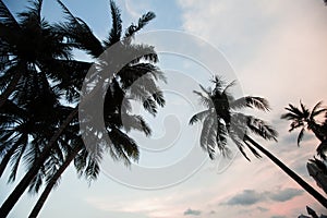 Palm trees on a tropical at amazing soft dusk. Nature.