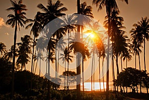 Palm trees on tropical beach