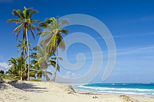 Palmera árboles sobre el Playa 