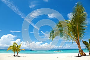 Palm trees on a tropical beach