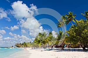 Palm trees on the tropical beach